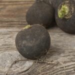 Comment utiliser le radis noir pour le foie ?