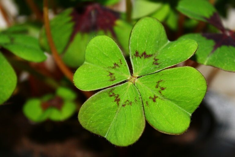 Comment utiliser le trèfle ?