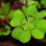 Comment utiliser le trèfle ?