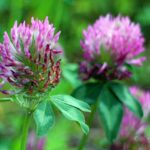 Comment utiliser le trèfle rouge ?