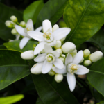 Comment utiliser l'eau de fleur d'oranger pour dormir ?