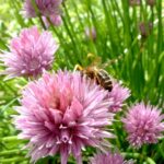 Comment utiliser les fleurs de ciboulette ?