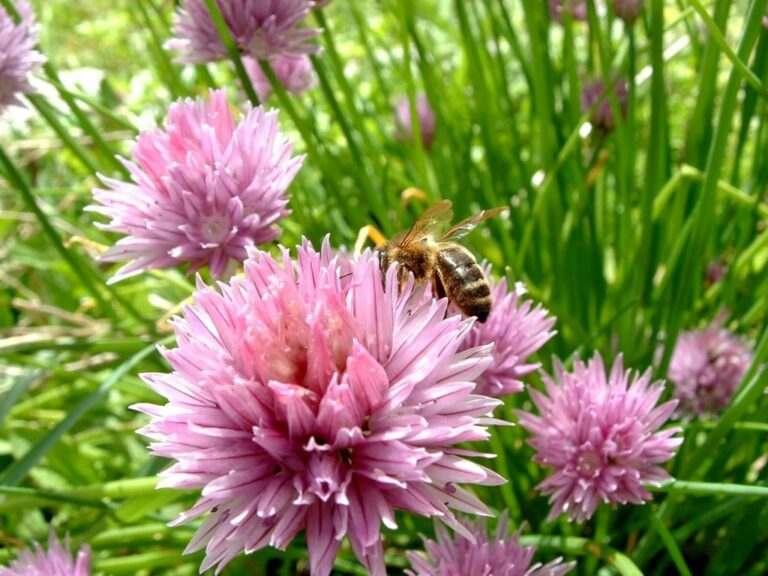 Comment utiliser les fleurs de ciboulette ?