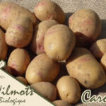 Comment utiliser pomme de terre farineuse ?