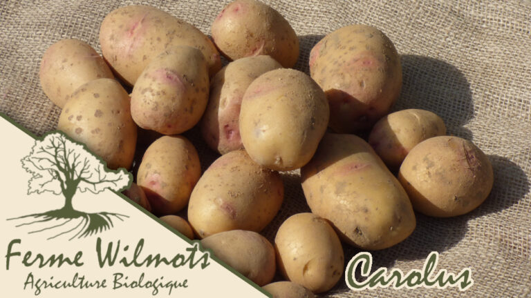 Comment utiliser pomme de terre farineuse ?