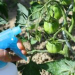 Comment utiliser toutes les tomates du jardin ?