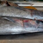 Comment vider et écailler un sandre ?