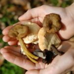 Est-ce bon de manger des champignons ?