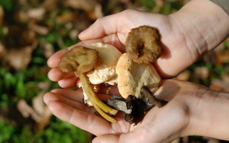 Est-ce bon de manger des champignons crus ?