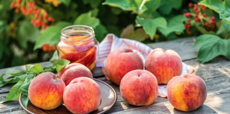 Est-ce bon de manger des pêches ?