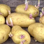 Est-ce dangereux de manger des pommes de terre germées ?