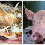 Est-ce dangereux de manger du porc cru ?