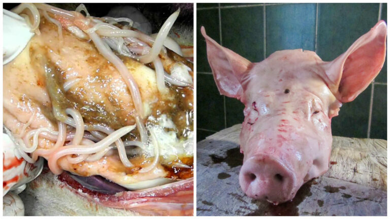 Est-ce dangereux de manger du porc cru ?