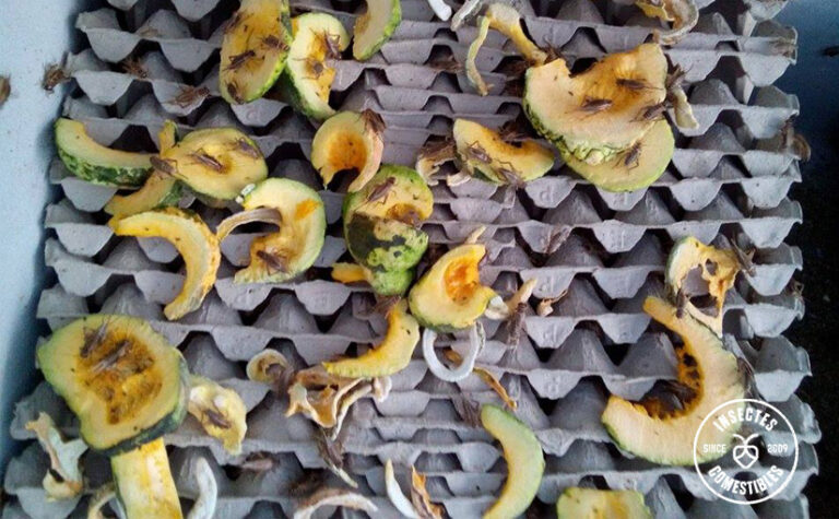 Est-ce que ça se mange les marrons ? Est-ce que ça se mange les marrons ?