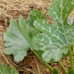 Est-ce que je peux couper les feuilles de courgettes ?