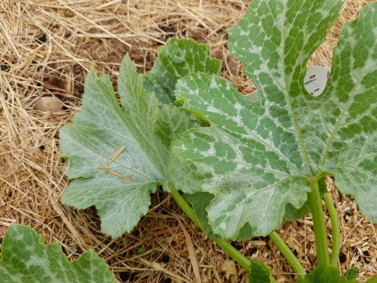 Est-ce que je peux couper les feuilles de courgettes ?