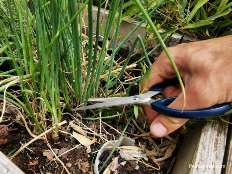 Est-ce que la ciboulette repousse ?