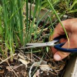 Est-ce que la ciboulette repousse ?