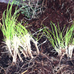 Est-ce que la ciboulette repousse chaque année ?