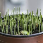 Est-ce que la ciboulette se fait cuire ?