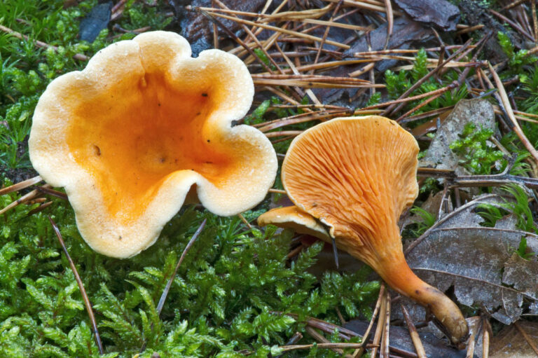 Est-ce que la fausse girolle est comestible ?