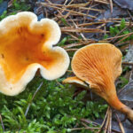 Est-ce que la fausse girolle est comestible ?