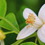 Est-ce que la fleur d'oranger aide à dormir ?