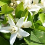 Est-ce que la fleur d'oranger fait dormir ?