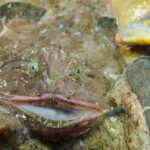 Est-ce que la lotte est un bon poisson ?