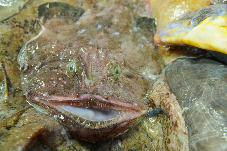 Est-ce que la lotte est un bon poisson ?