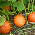 Est-ce que la peau du potimarron vert se mange ?