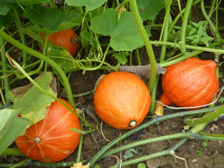 Est-ce que la peau du potimarron vert se mange ?