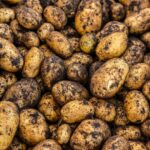 Est-ce que la pomme de terre est bonne pour la santé ?
