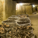 Est-ce que la queue des champignons de Paris se mangent ?