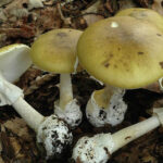 Est-ce que la queue des champignons se mange ?