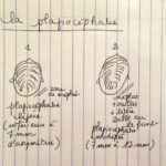 Est-ce que la tête plate se remet toute seule ?