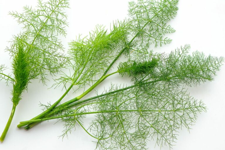 Est-ce que la tige de l'aneth se mange ?