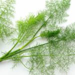 Est-ce que la tige de l'aneth se mange ?