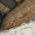 Est-ce que la tige du champignon se mange ?