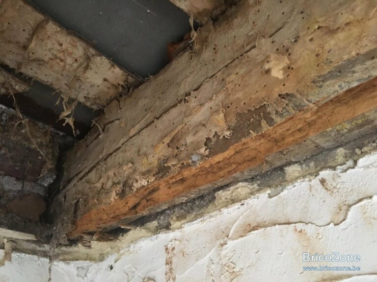 Est-ce que la tige du champignon se mange ? Est-ce que la tige du champignon se mange ?