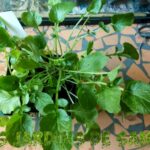 Est-ce que la tige du cresson se mange ?