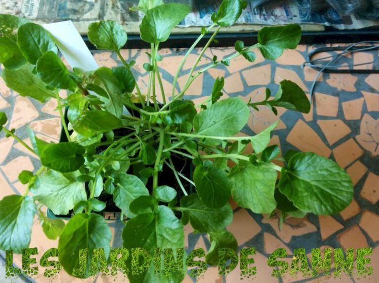 Est-ce que la tige du cresson se mange ?