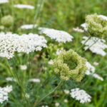 Est-ce que la verveine est toxique ?