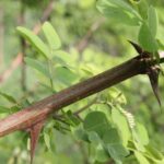 Est-ce que l'acacia a des épines ?