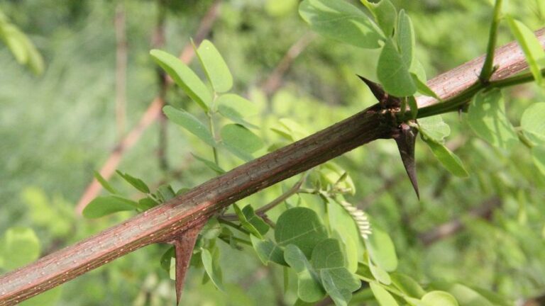 Est-ce que l’acacia a des épines ? Est-ce que l'acacia a des épines ?