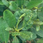 Est-ce que l'avocat craint le gel ?