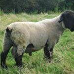 Est-ce que le bélier ça se mange ?