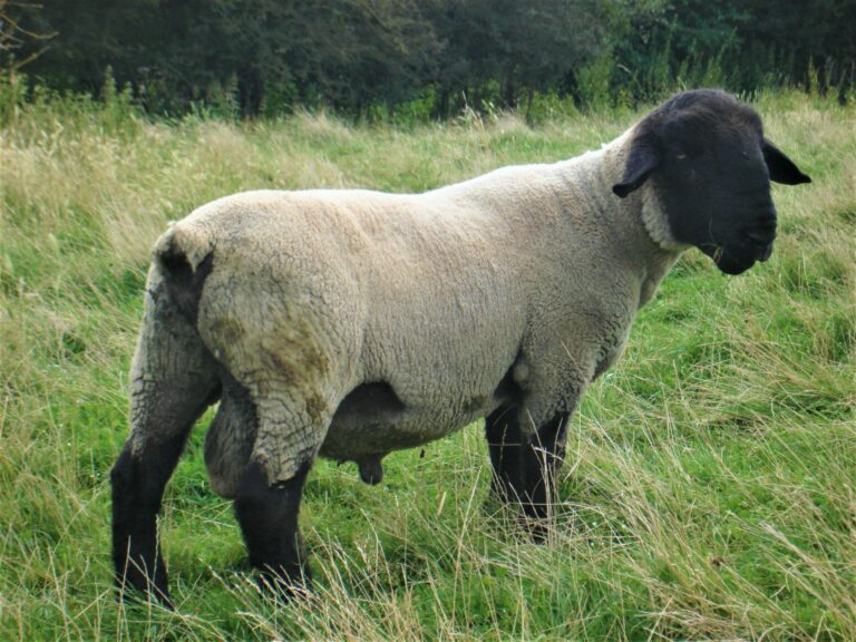 Est-ce que le bélier ça se mange ? Est-ce que le bélier ça se mange ?