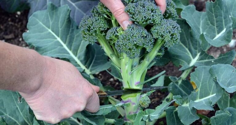 Est-ce que le brocolis se Perime ? Est-ce que le brocolis se Perime ?