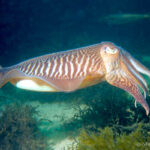 Est-ce que le calamar crache de l'encre ?